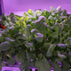 Arugula.